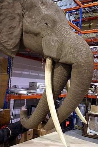 ed%2Belephant%2Bphoto%252C%2BRipley%2527s%2BMuseum.jpg