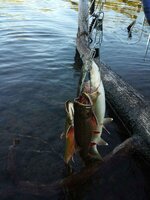 IMG_0002.JPG